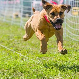 Boerboel All Grown Up from Romboel Farm Dogs