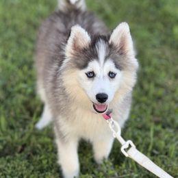 Cinder - Gray and white female Pomsky puppy in Lewiston, Minnesota from Family Pomsky