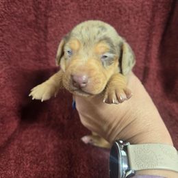 Chip - Dapple male Dachshund puppy in Berry, Alabama from Whisper Gray