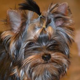 Pixel - Yorkshire Terrier