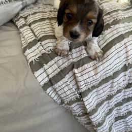 Dachshund Puppies from Weiner Dog Ranch