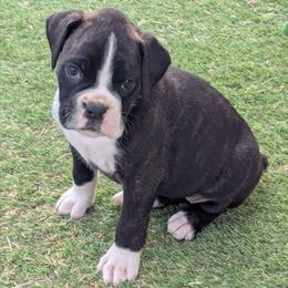 Fubi - Brindle female Boxer puppy in Mountain Home, Idaho from LJK Boxers & Toy Aussies