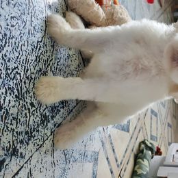 Australian Labradoodle and Poodle Puppies from Oodles of Doodles and some Poodles