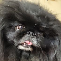 Nugget - Pekingese