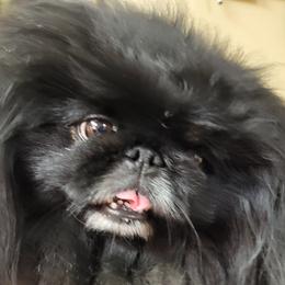 Nugget - Pekingese