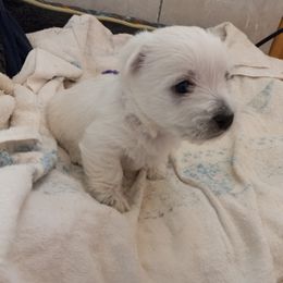 West Highland White Terrier Puppies from Wagglesworth Westies