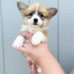 Red - Anne of Cleves (fluffy) - Red female Pembroke Welsh Corgi puppy in Milan, Georgia from Williams’ Welsh Corgis LLC