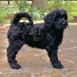 Bernedoodles from Whispering Oaks Bernedoodles