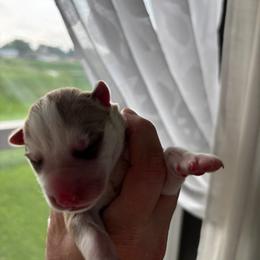 Boy 4 - Copper - Sable and white male Siberian Husky puppy in Independence, Wisconsin from Hito's Huskies