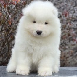 Samoyed Puppies from Snowshoe Samoyeds