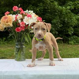 Margarita - Lilac female American Bully puppy in Virginia from Terminal Velocity Kennels LLC