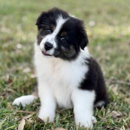 Cupid - Black tri-color male Australian Shepherd puppy in Crosby, Texas from Monarch Australian Shepherds