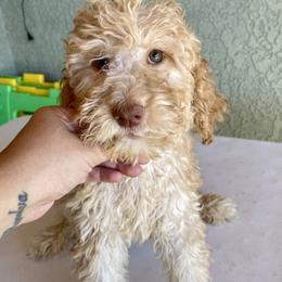 Girl 3 - Apricot female Goldendoodle puppy in Apple Valley, California from Daisy’s  Doodles11
