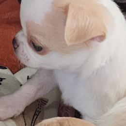 Jagster - Fawn and white male Chihuahua puppy in Tremonten, Utah from Qu-Te's Chihuahuas