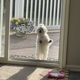 Maltipoo Puppies from Grassy Meadow Pups