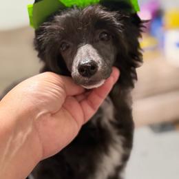 Iris - Black and white female Chinese Crested puppy in Sweet Home, Oregon from Rhapsody Poodles & Cresteds