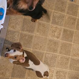 Dachshund puppies from Sunshine’s Dachshunds