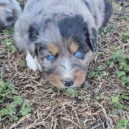 Blue Merle Female - Blue merle female Australian Shepherd puppy in Crossville, Alabama from Bluff View Aussies