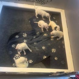 Girl 4 - White and black female Dalmatian puppy in Williamsburg, Ohio from Dewey’s Dals
