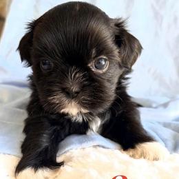 Stu - Black male Shih Tzu puppy in Hemet, California from Aloha Shih Tzu