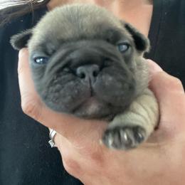 Paxton - Fawn male French Bulldog puppy in Sidney Center, New York from iFrenchi