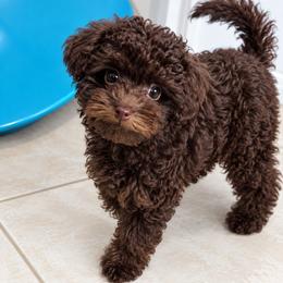 Dolly - Poodle