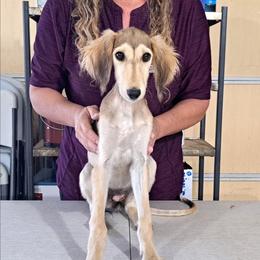 Female 2 - Black and tan female Saluki puppy in Steamboat Rock, Iowa from River Valley Canines