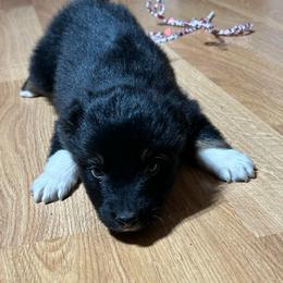 Ash(has tail) - Black tri-color male Australian Shepherd puppy in Butler, Georgia from Aussies at Howling Hill Farm
