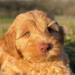 Australian Labradoodles from Legendary Labradoodles LLC