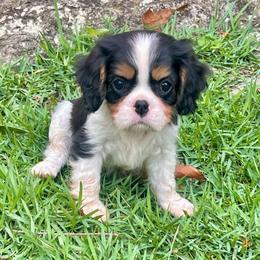 Miranda - Tri-color female Cavalier King Charles Spaniel puppy in Diberville, Mississippi from Sophie’s AKC Cavaliers