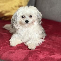 Mushu - Havanese