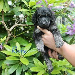 Rome - Phantom male Poodle puppy in Eugene, Oregon from Mount Zion Kennels