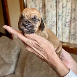 Girl 4 - Red female Bloodhound puppy in Paoli, Indiana from Houndsarunning Bloodhounds