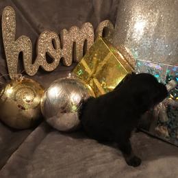 AKC CKC boy Knight - Black male Pomeranian puppy in Taylor, Texas from Regal Poms