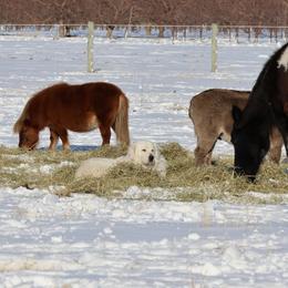 Bear - Maremma Sheepdog