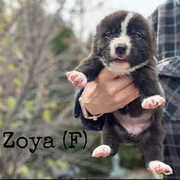 Zoya - Black female Central Asian Shepherd Dog puppy in Island City, Oregon from Alabaivalley