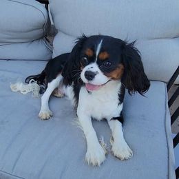 Lottie - Cavalier King Charles Spaniel