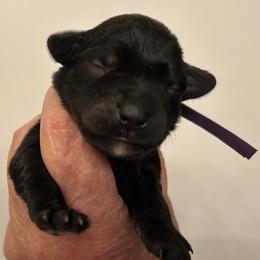 Athena - Black female Miniature Schnauzer puppy in Newburgh, Indiana from Lakehouse Miniature Schnauzers of Southern Indiana