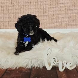 Balto - Black male Goldendoodle puppy in Guthrie, Oklahoma from Edmond Doodles, LLC