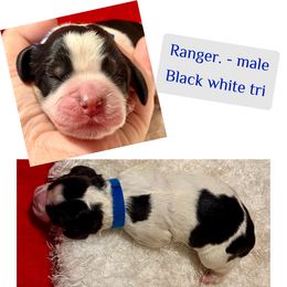 Ranger - Black white and tan male English Springer Spaniel puppy in Madison, Indiana from McCollough's Pawsome Spaniels and Danny's Delightful Dachshunds