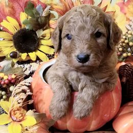 Goldendoodle Puppies from East Coast Goldendoodles