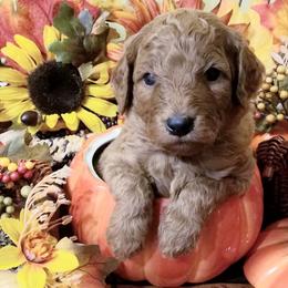 Goldendoodle Puppies from East Coast Goldendoodles