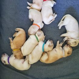 Golden Retriever Puppies from Lakeside Goldens