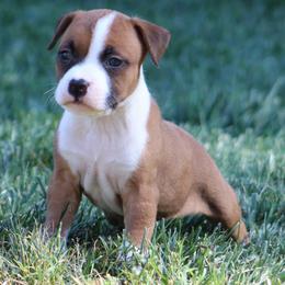 Mia - Red female American Staffordshire Terrier puppy in Guilford County, North Carolina from Explicit Kennel