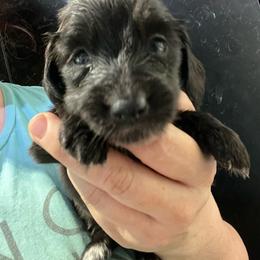 Nicole girl 2 - Black female Dachshund puppy in Bigfork, Minnesota from Dachshunds Up North