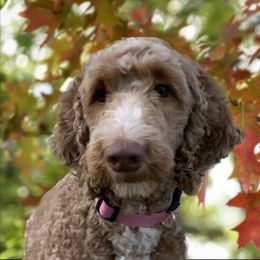 Willow - Goldendoodle