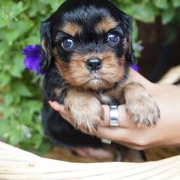 Alec - Black and tan male Cavalier King Charles Spaniel puppy in Lula, Georgia from Cavaliers by Crumley