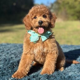 Cash - Red  male Goldendoodle puppy in North Carolina from NC Doodle Puppies