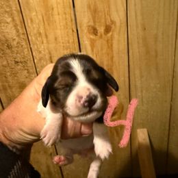 Girl 4 - Piebald female Dachshund puppy in Paisley, Florida from Pantheon Dachshunds