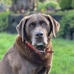 Tito - Labrador Retriever